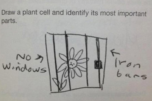 Đề bài: Vẽ một tế bào thực vật (plant cell) và xác định những bộ phận quan trọng   nhất. Dám cá là bạn học sinh này chưa học bài nên đã biến tấu đề, vẽ một cây hoa   (plant) ủ dột trong phòng giam (cell) có song sắt.