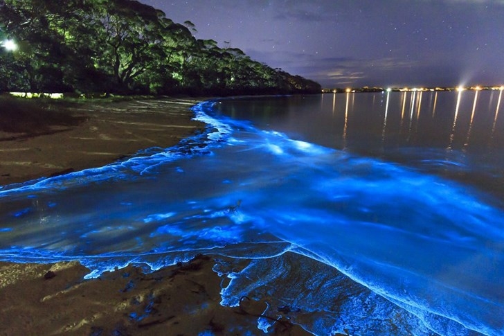 Bãi biển "có một không hai" phát ánh sáng xanh lung linh trong đêm