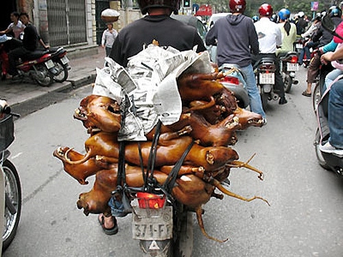 Các kiểu xe cộ siêu hài chỉ có ở Việt Nam - Hình 3